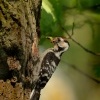 Strakapoud maly - Dendrocopos minor - Lesser Spotted Woodpecker 9598